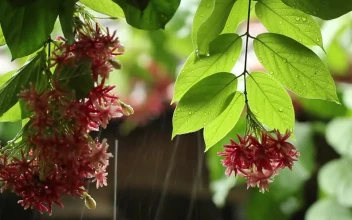 Stock Video Gentle Rain Splashing On Flowers For PC