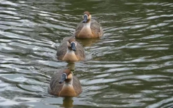 Stock Video Geese Swimming In The Lake For PC
