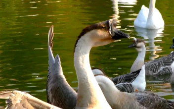 Stock Video Geese Swimming In A Lake During A Sunny Afternoon For PC