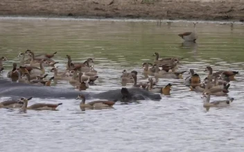 Stock Video Geese Swimming Alongside A Hippopotamus For PC