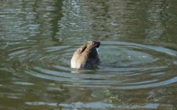 Stock Video Geese Swimming In A Dirty Lake For PC