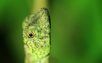 Stock Video Gecko Slowly Turning For PC