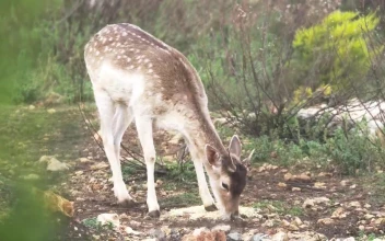 Stock Video Gazelle In The Woods For PC
