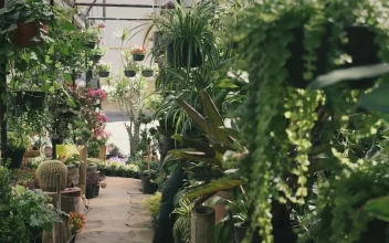 Stock Video Gardener Walking Through A Plant Nursery For PC