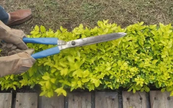 Stock Video Gardener Pruning A Bush With Garden Shears For PC