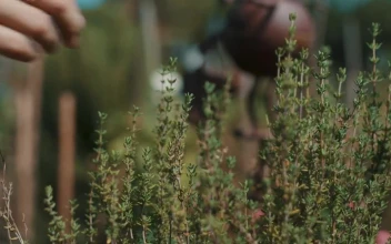Stock Video Gardener Picking Leaves From A Plant For PC