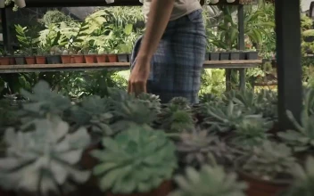 Stock Video Gardener Kneels In Front Of Potted Plants For PC