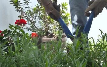 Stock Video Gardener Fixing A Bush In A Garden For PC