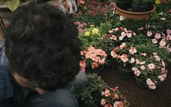 Stock Video Gardener Arranges Potted Flowers For PC
