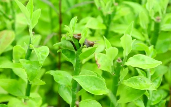 Stock Video Garden Snail On A Green Branch For PC