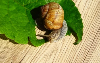 Stock Video Garden Snail Eating A Leaf For PC