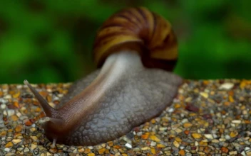 Stock Video Garden Snail Crawling On Pavement For PC