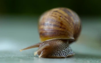Stock Video Garden Snail Crawling For PC