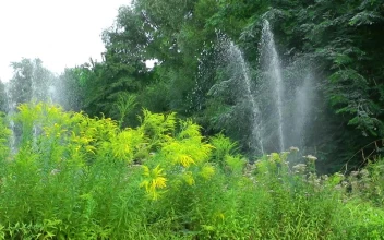 Stock Video Garden Being Watered For PC