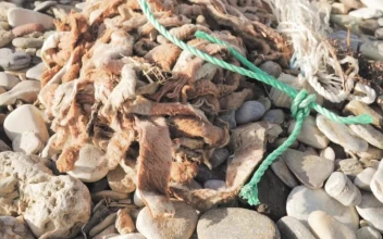 Stock Video Garbage Thrown In Nature For PC