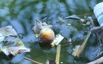 Stock Video Garbage Floating In Dirty Water For PC