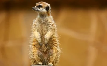 Stock Video Furry Meerkat On Guard For PC