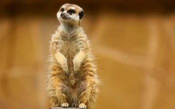 Stock Video Furry Meerkat Looking Out For PC