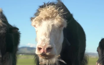 Stock Video Furry Cow And Cub Eating In The Valley For PC