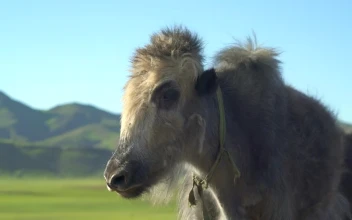 Stock Video Furry Cattle Standing In A Valley For PC
