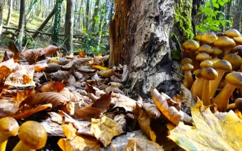Stock Video Fungus Growing On A Tree For PC