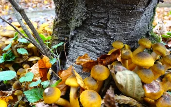 Stock Video Fungus Growing Around A Tree For PC