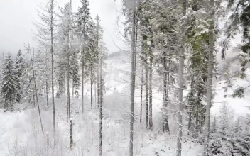 Stock Video Frozen White Forest In A Harsh Winter For PC