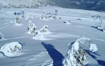 Stock Video Frozen Pine Trees Filled With Snow Near A Ski Area For PC