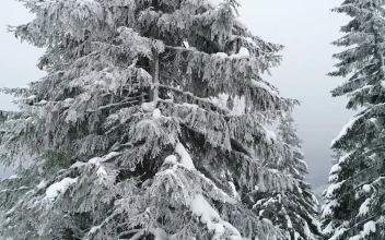 Stock Video Frozen Pine Tree At A Foggy Forest For PC