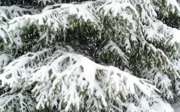 Stock Video Frozen Pine Branches Next To A Path In The Forest For PC