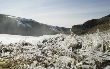 Stock Video Frozen Moss For PC