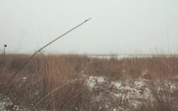 Stock Video Frozen Lake In A Winter Forest For PC