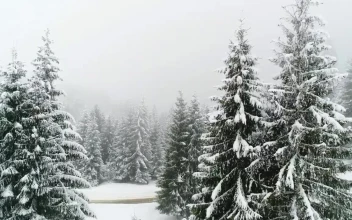 Stock Video Frozen Forest While Is Snowing For PC