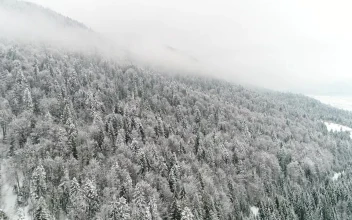 Stock Video Frozen Flora In A Winter Environment For PC
