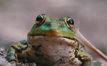 Stock Video Frontal Portrait Of A Frog Breathing For PC