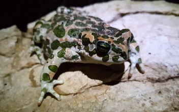 Stock Video Frog With Camouflage Pattern Standing On A Rock For PC