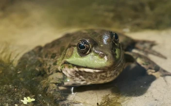 Stock Video Frog Sitting Inside A River For PC