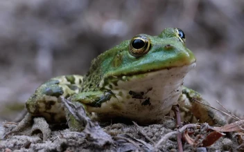 Stock Video Frog Opening And Closing Eyes Close Up For PC