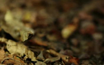 Stock Video Frog On Dry Leaves For PC
