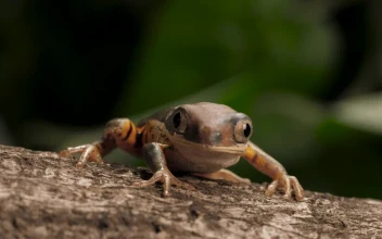 Stock Video Frog Breathing At Nature For PC
