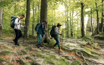Stock Video Friends Walking Through The Woods For PC