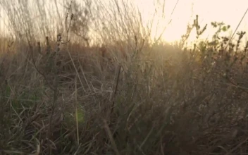 Stock Video Lake In A Savanna At Sunset Animated Wallpaper