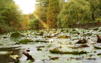 Stock Video Lake Covered With Leaves Of A Park In Nature Animated Wallpaper