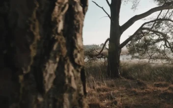 Stock Video Lake Behind Two Trees In A Forest Animated Wallpaper