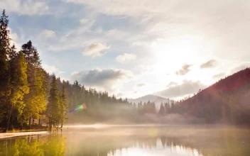 Stock Video Lagoon In The Middle Of A Pine Forest Animated Wallpaper