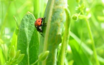 Stock Video Ladybug Sitting On A Leaf Animated Wallpaper