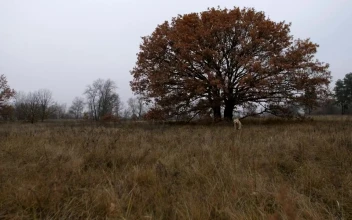 Stock Video Labrador Running Through A Field Animated Wallpaper