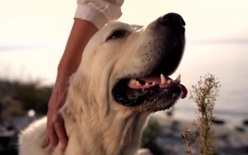 Stock Video Labrador Enjoying A Head Scratch Animated Wallpaper