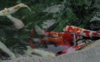 Stock Video Koi In Clear Pond Water Animated Wallpaper