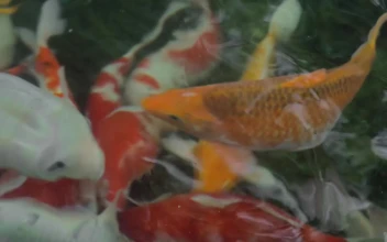 Stock Video Koi In A Fishing Pond Animated Wallpaper